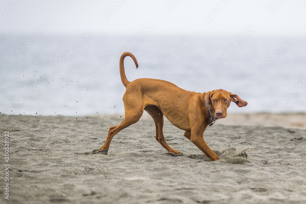 little hunting dog Hungarian Vizslaa playing on the sand on the beach and having fun and posing.young puppy relaxes and trains on the beach.