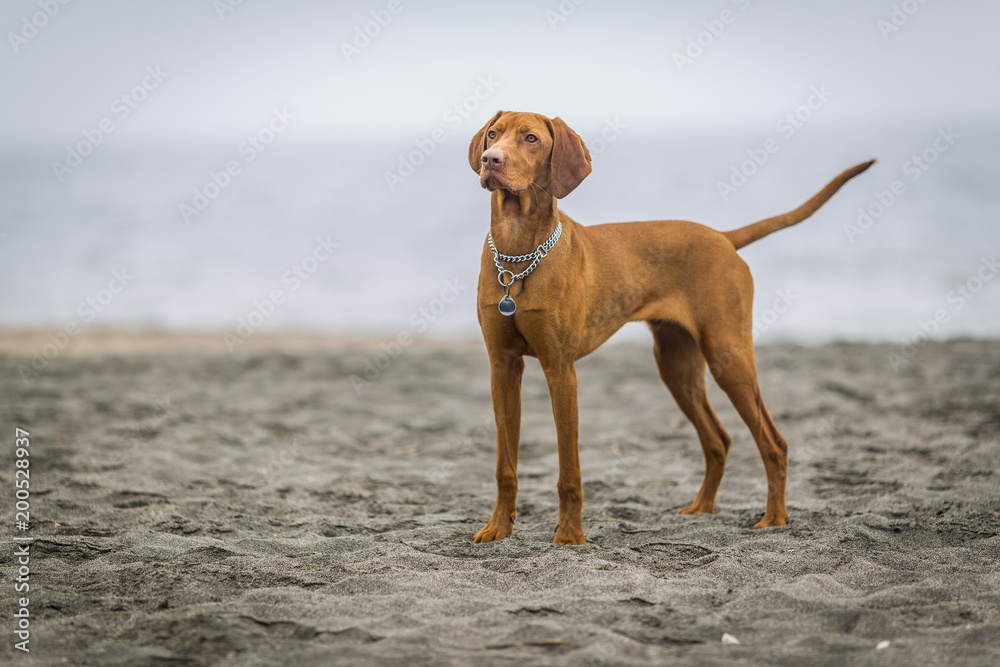 little hunting dog Hungarian Vizslaa playing on the sand on the beach and having fun and posing.young puppy relaxes and trains on the beach. little hunting dog Hungarian Vizslaa playing on the sand on the beach and having fun and posing.young puppy relaxes and trains on the beach.