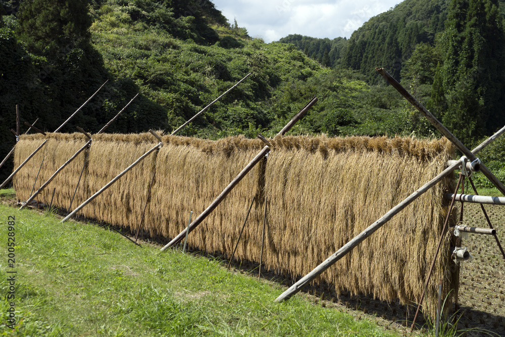 Fototapeta premium 稲のはさ干し風景