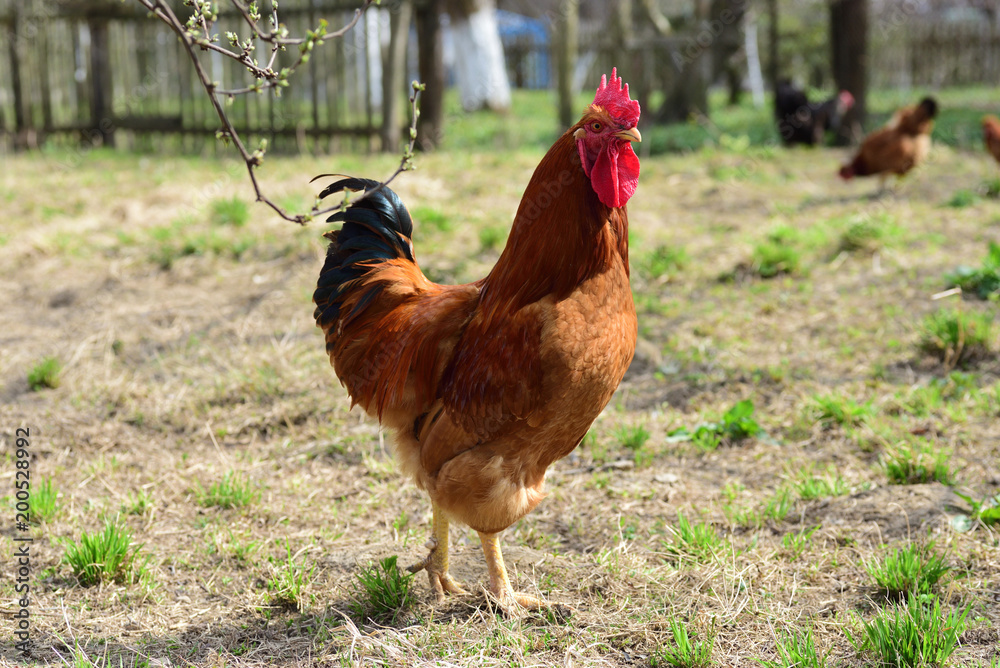 Fototapeta premium Rooster in the meadow