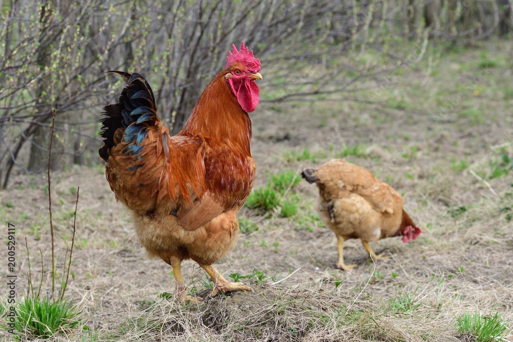 Fototapeta premium Hen and rooster