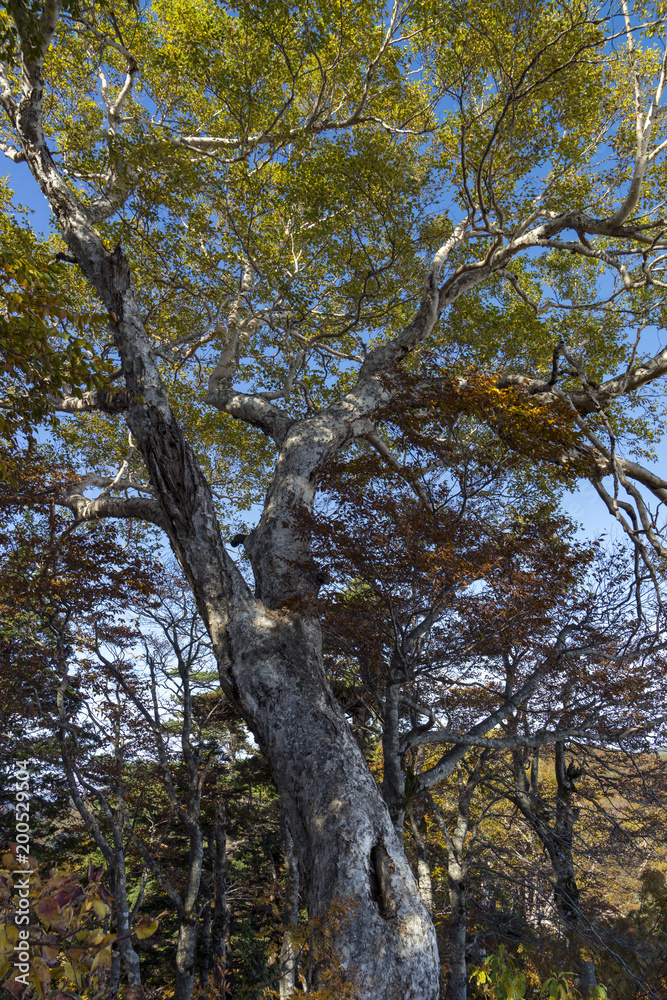 Fototapeta premium 三方岩岳中腹の巨樹