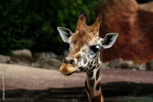 interessierte Giraffe