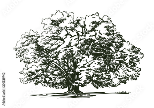 Olive tree old engraving. Ecology, environment, nature sketch. Vintage vector illustration
