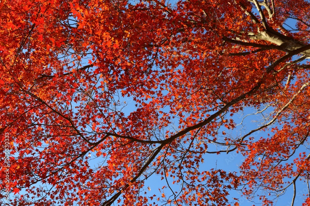 Kamakura autumn leaves - red maple
