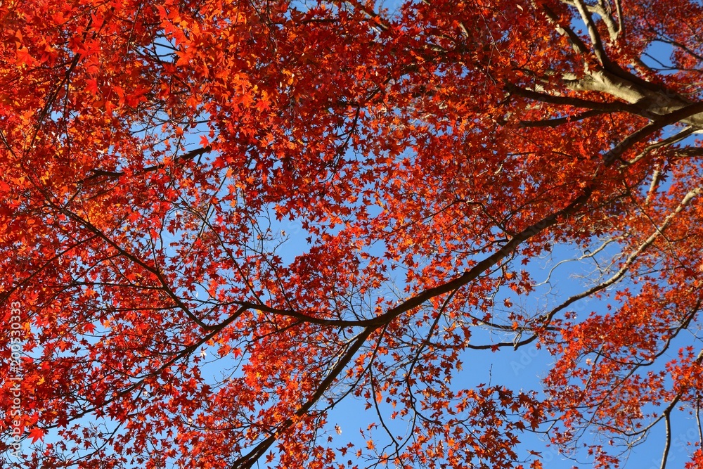 Kamakura autumn leaves - red maple Kamakura autumn leaves - red maple