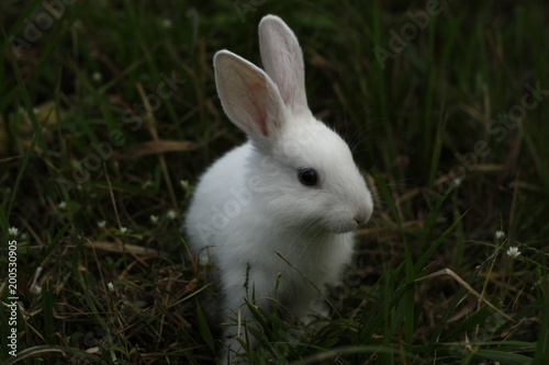 Pretty white rabbit sitting in the grass