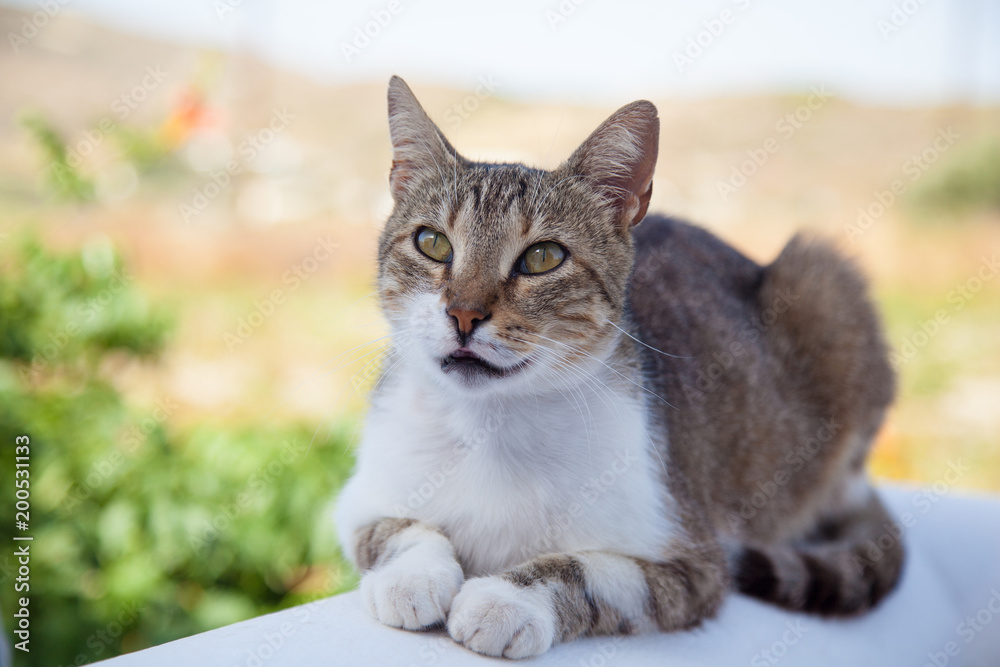 Gatto sul muretto al sole