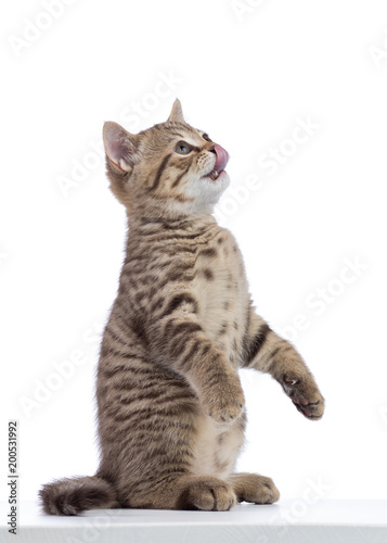 Cat kitten standing on its hind legs, asks food