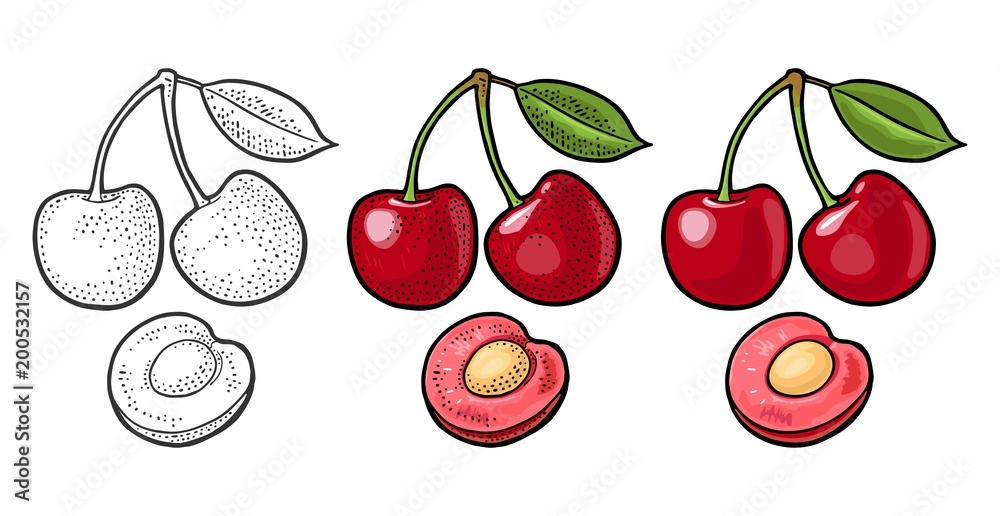 Whole and half cherry berry with leaf. Vector engraving Whole and half cherry berry with leaf. Vector engraving