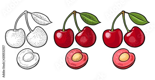 Whole and half cherry berry with leaf. Vector engraving