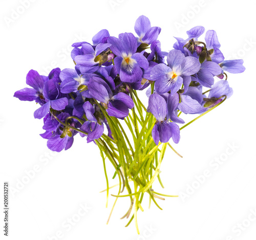 Fototapeta Naklejka Na Ścianę i Meble -  spring violets flowers on a white background
