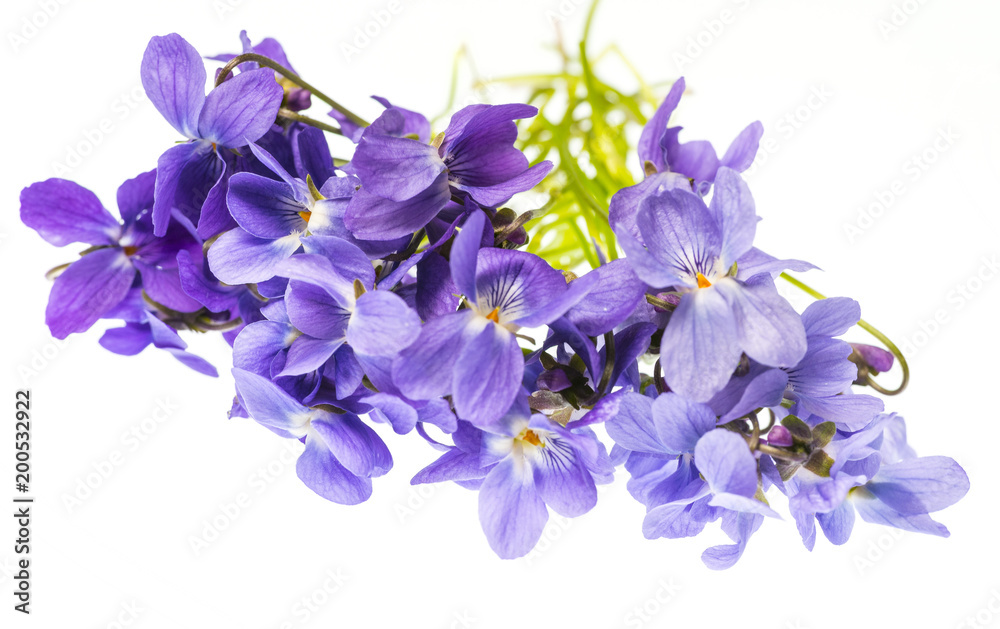 Naklejka premium spring violet flowers on a white background