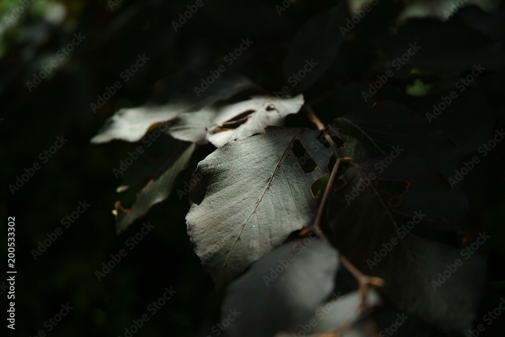 Obraz premium dark leaf