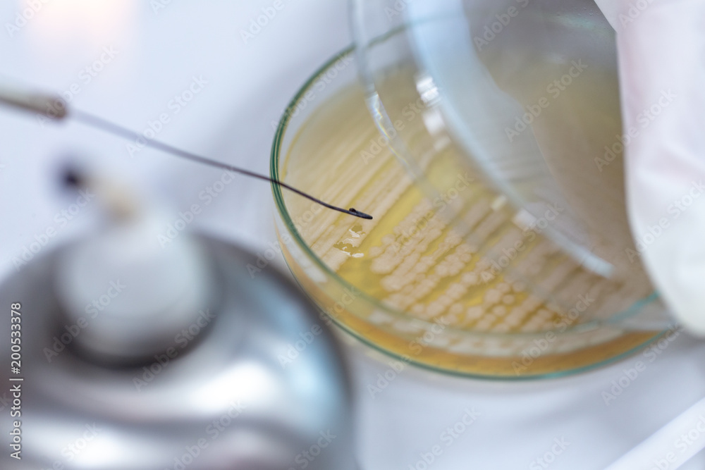 Research of Bacterial and fungi in Petri dishes in laboratories for education in lab.
