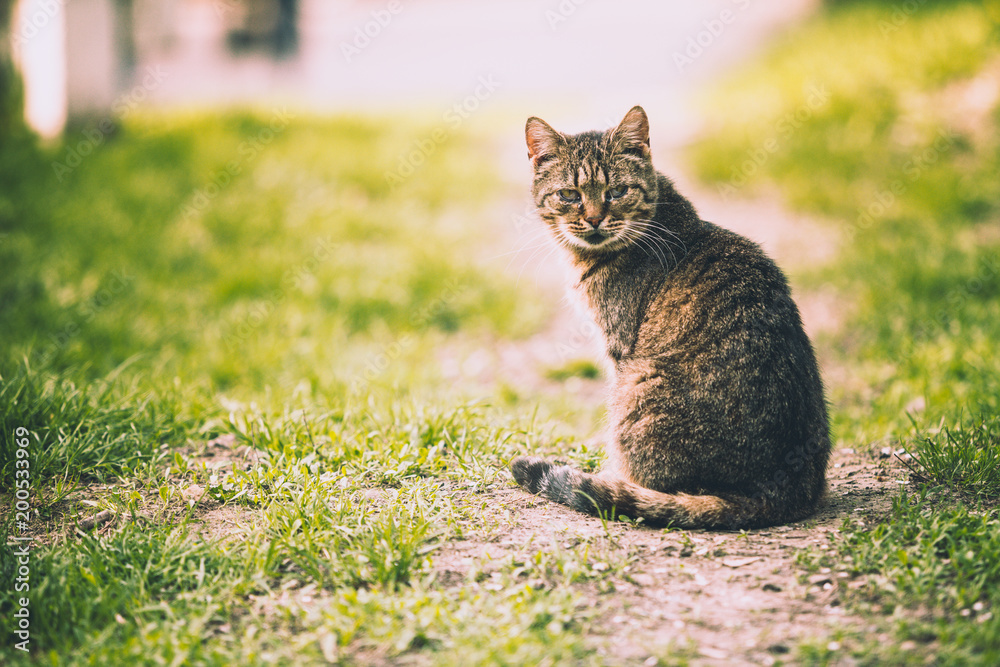 adult cat sits on a path in the park