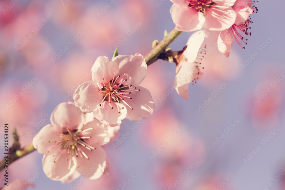 spring tree with pink flowers
