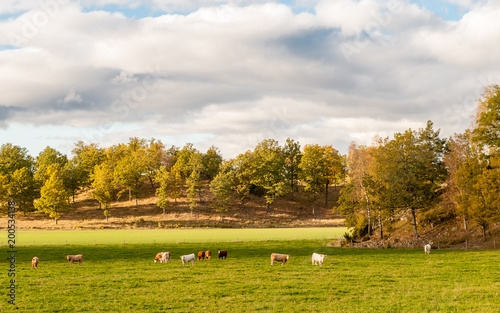 Cows grazing in the countryside of Vikbolandet during autumn in Sweden photo