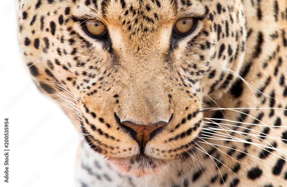 Obraz premium Ritratto di Leopardo