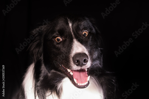 A low key photograph of a young border collie