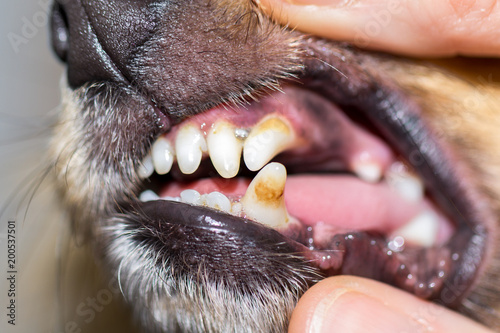 a human hand on a dog mouth
