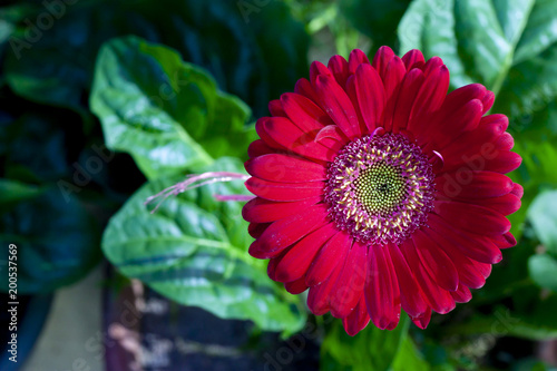 Top view of Transvaal daisy red flower on night.