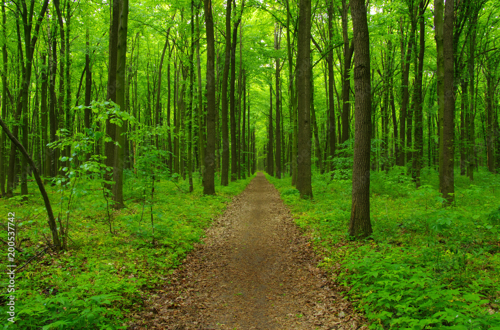 Obraz premium Drzewa leśne wiosną