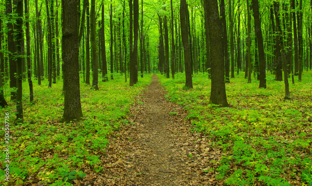 Obraz premium Green forest and path