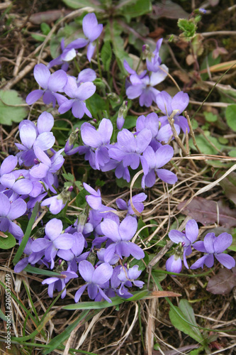 English or Common violets in the garden in early spring  