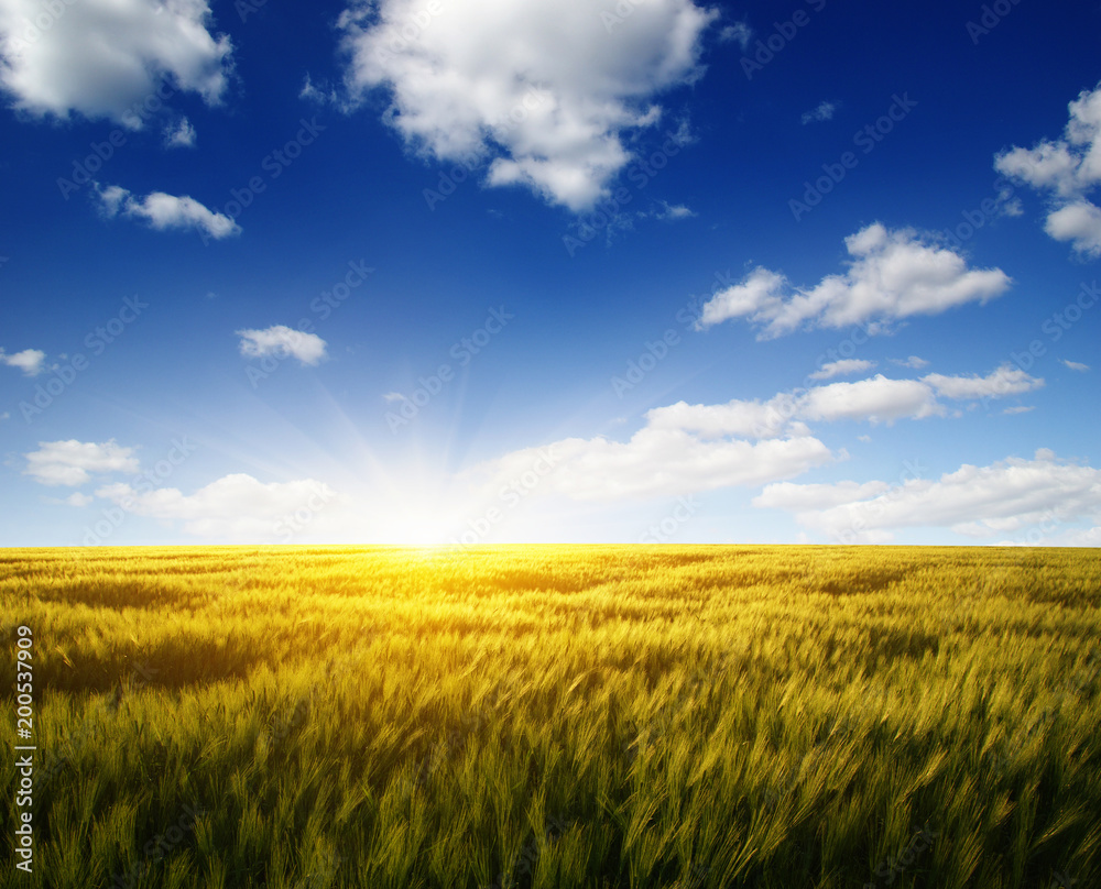 Sunset on the wheat