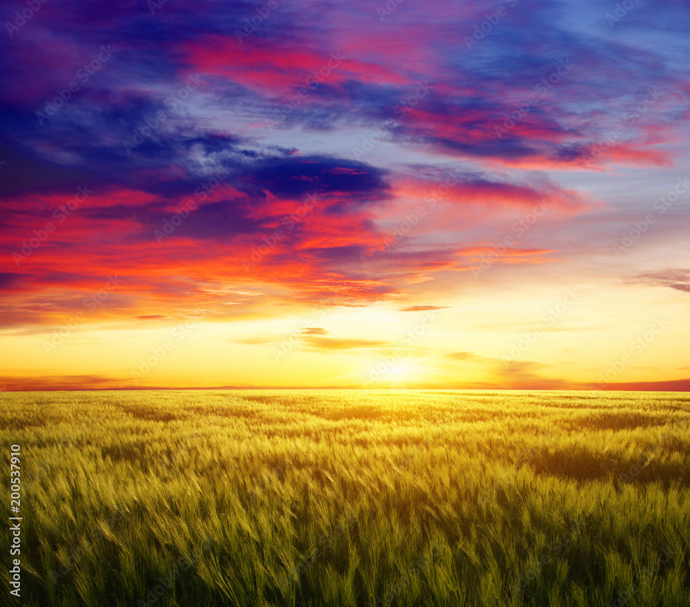 Sunset on the wheat