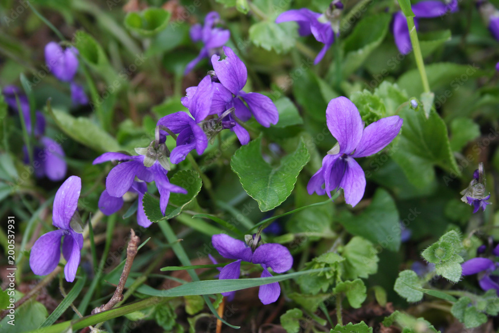 English or Common violets in the garden in early spring
