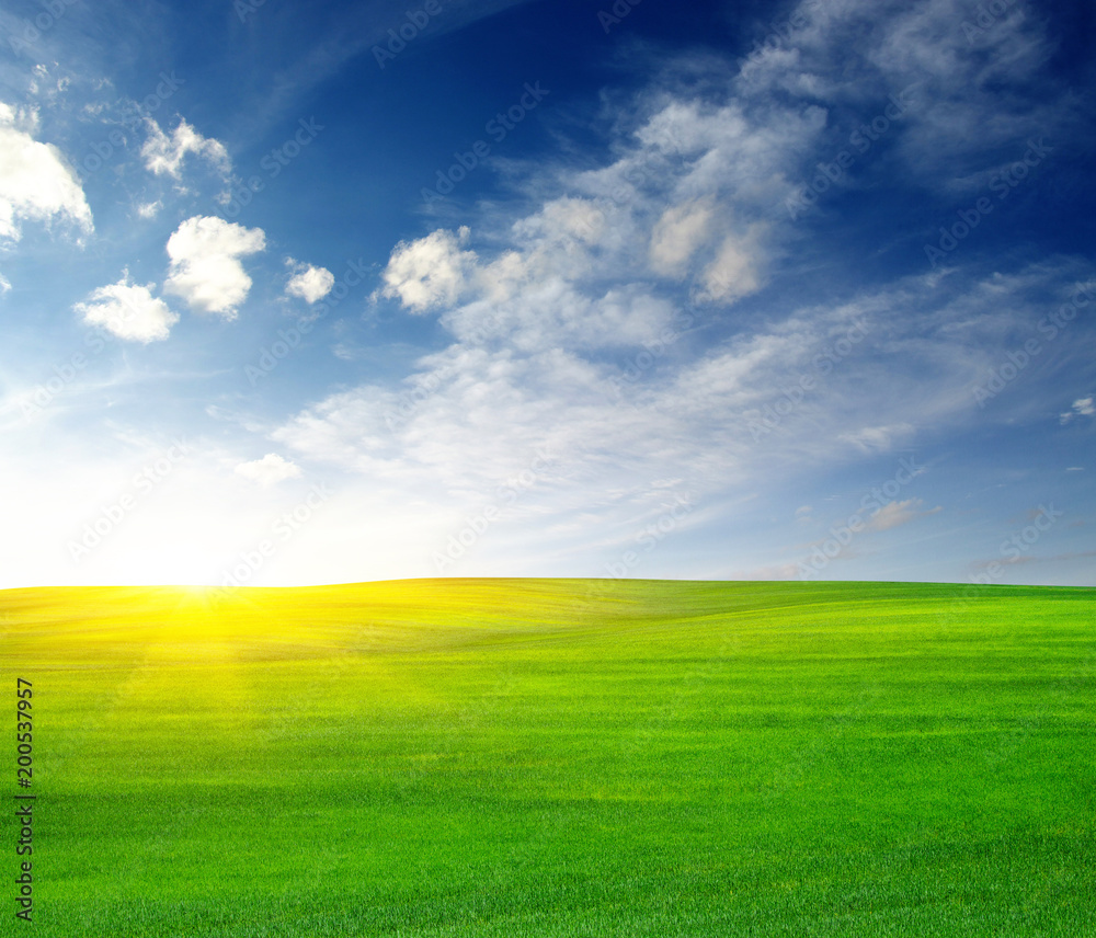 Fototapeta premium Green field and sun.