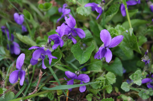 English or Common violets in the garden in early spring
