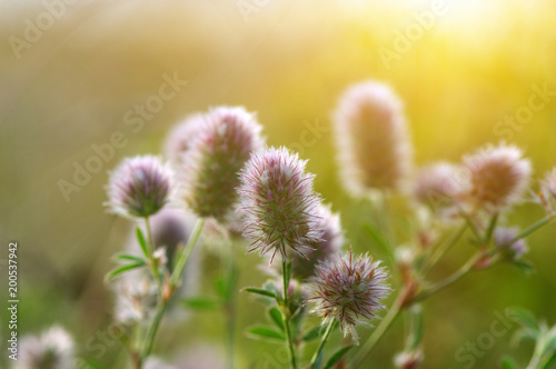 Fototapeta Naklejka Na Ścianę i Meble -  Summer flowering grass
