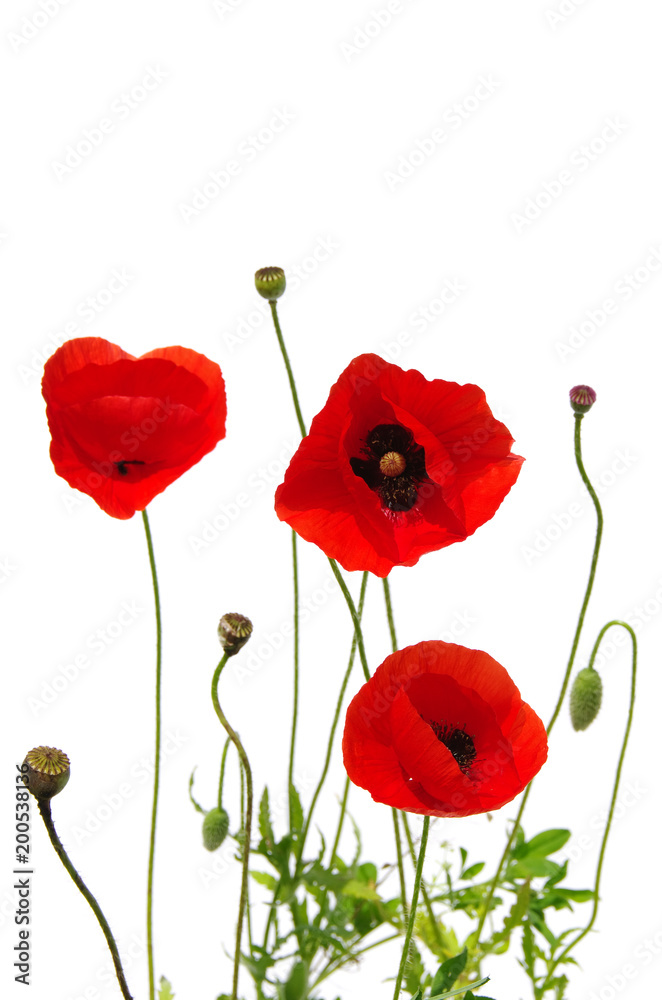 Obraz premium czerwone maki na białym tle