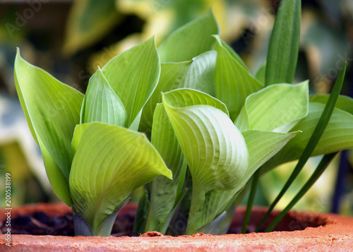 Photography hostas in clay pot