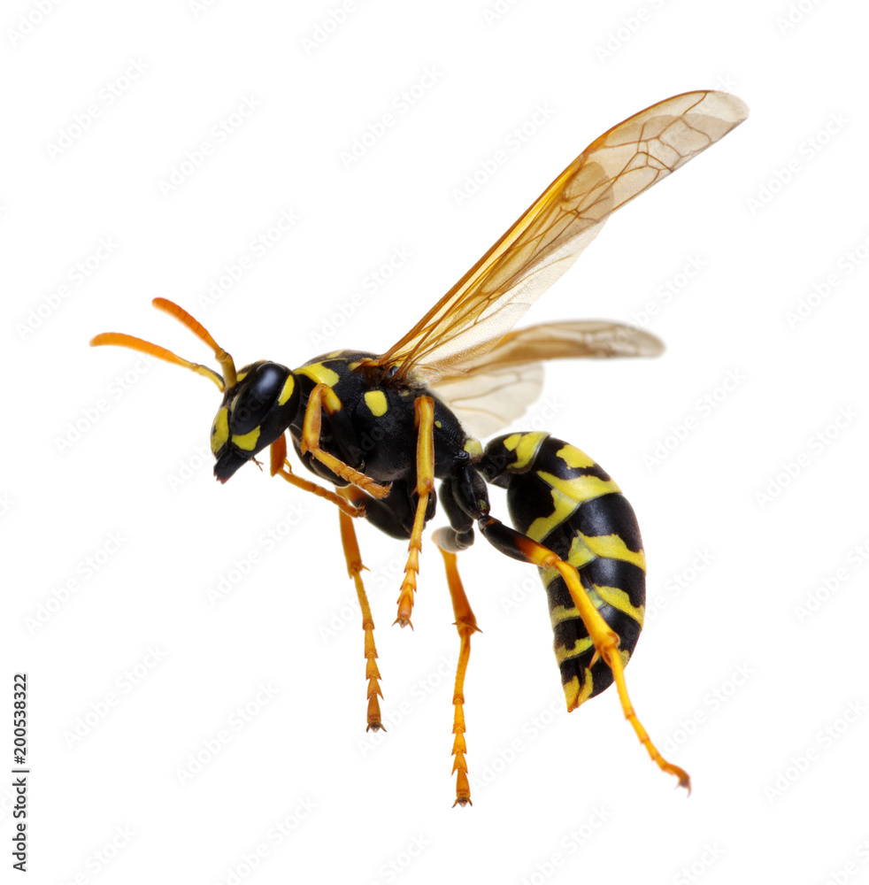wasp isolated on white wasp isolated on white