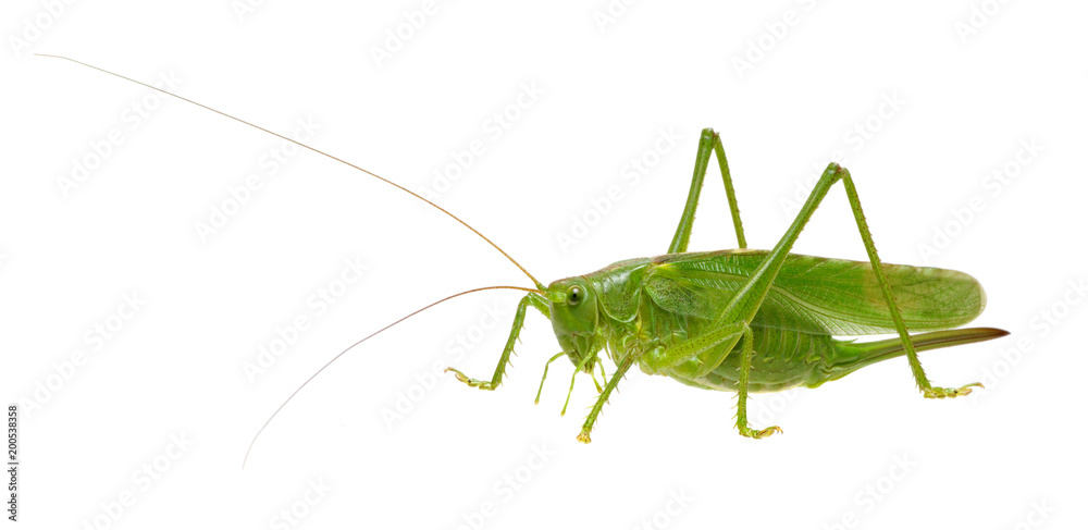 Green locust on white Green locust on white