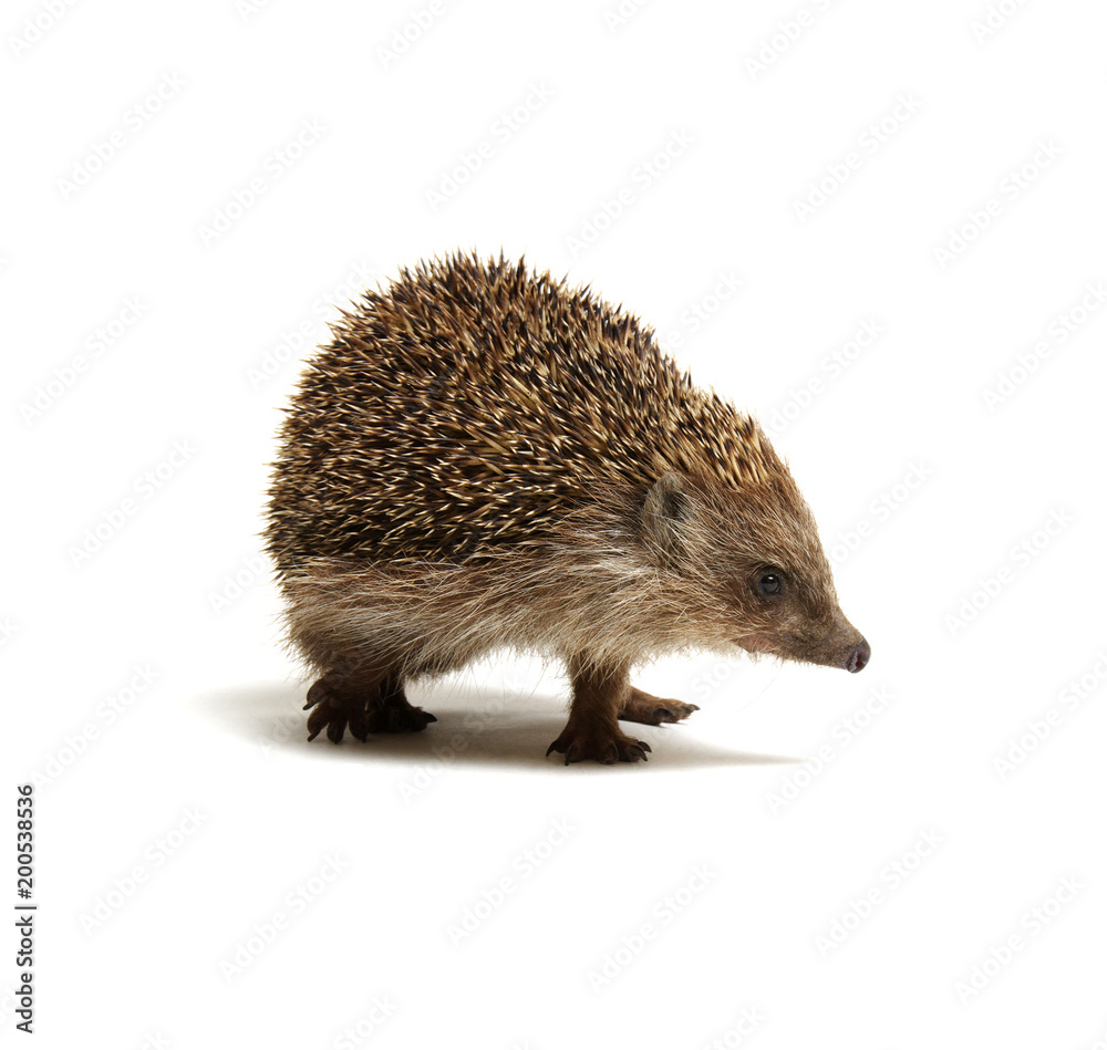 Hedgehog isolated on white Hedgehog isolated on white