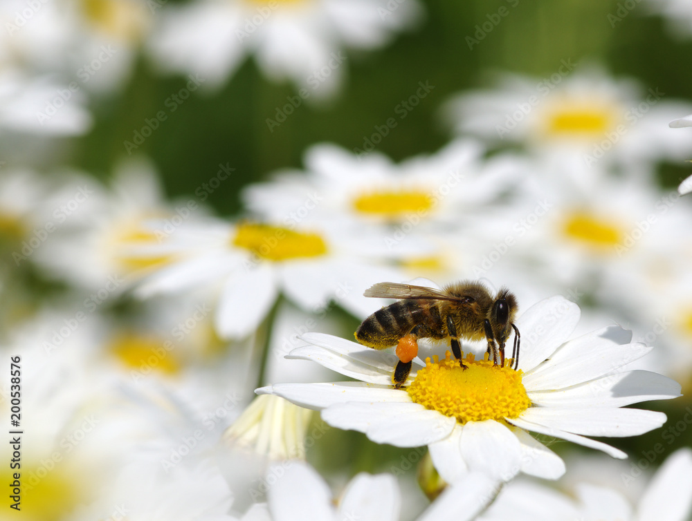 Obraz premium Honey bee worker on flower