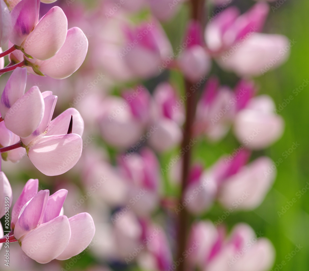 Fototapeta premium flower on a green