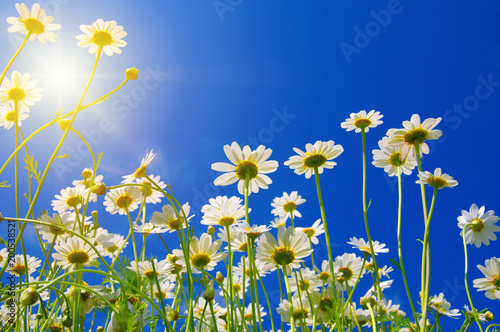 Field of daisies © Alekss
