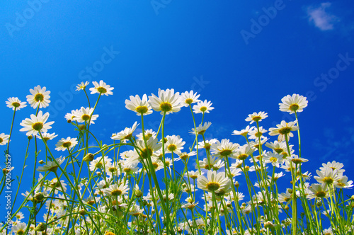 White camomiles on blue sky © Alekss