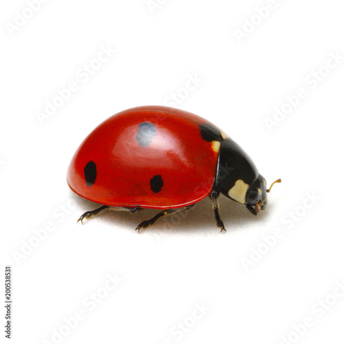 Ladybug isolated on white