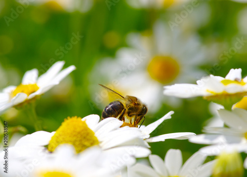 Bee on the flower © Alekss