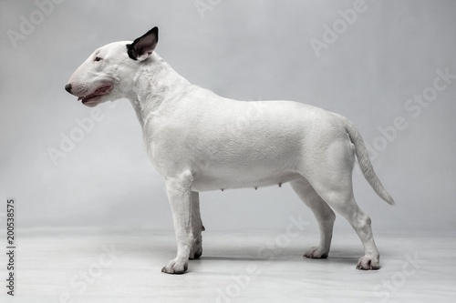 Fotobehang White bull terrier with black ears stands on a light gray background
