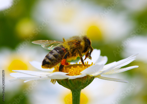 Bee and flower