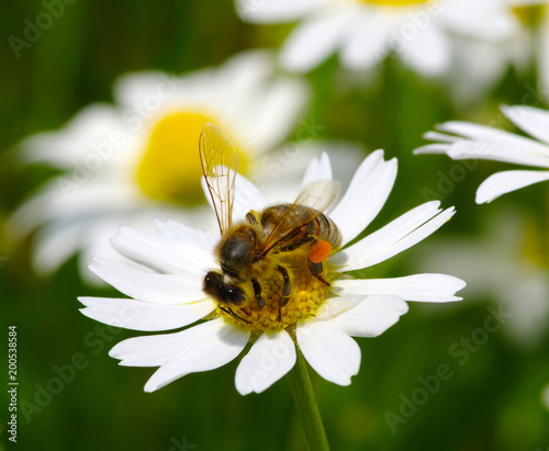  Bee on a daisy