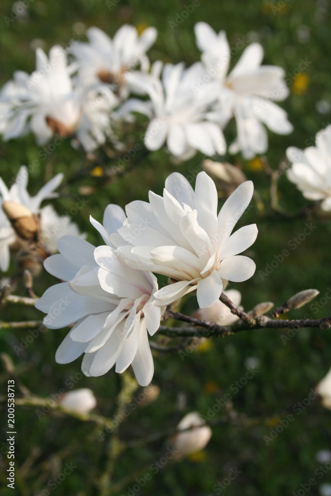 Magnolia stellata tree in bloom in early spring. Beautiful white flowers on branch Magnolia stellata tree in bloom in early spring. Beautiful white flowers on branch